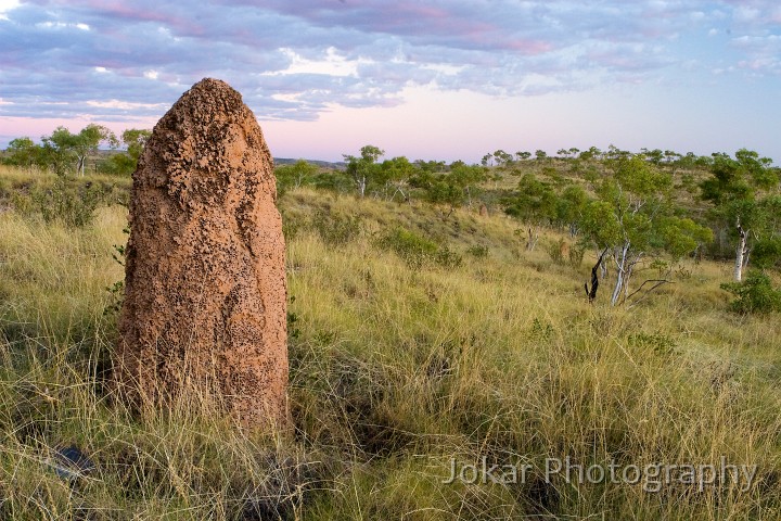Lawn Hill_20070811_037.jpg - Termite mound at Lawn Hill National Park, Queensland